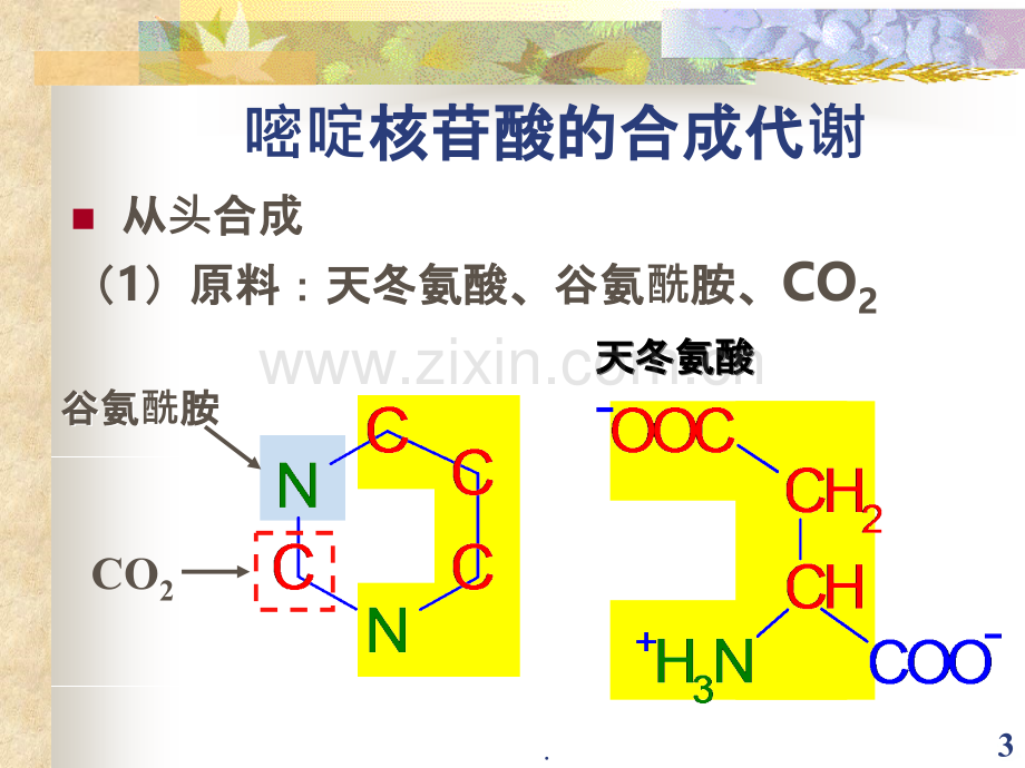 嘧啶核苷酸代谢.ppt_第3页