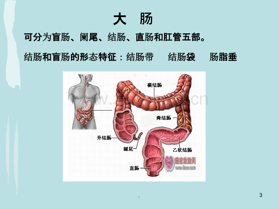 结肠解剖与生理.ppt_第3页