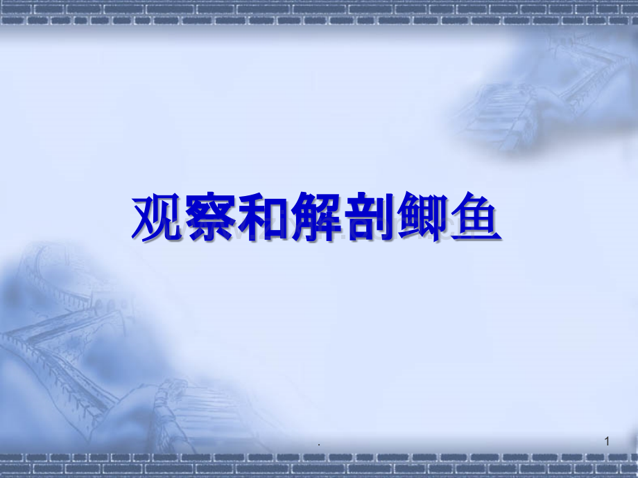 鲫鱼的解剖.ppt_第1页