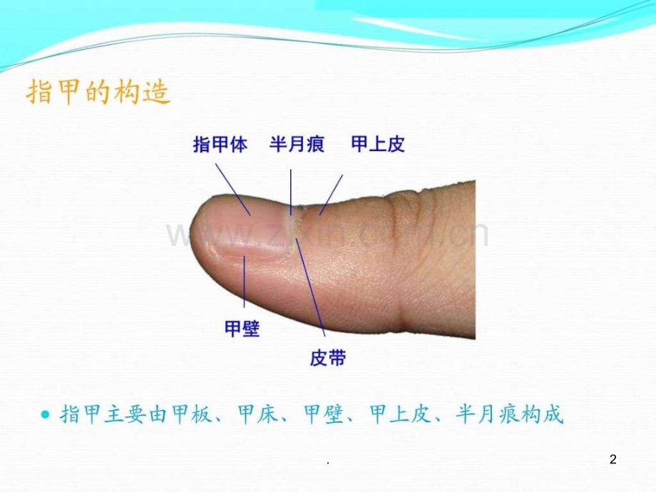 指甲与健康ppt课件.ppt_第2页