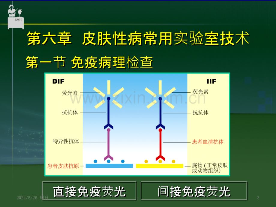 皮肤病学与性病学总论.ppt_第3页