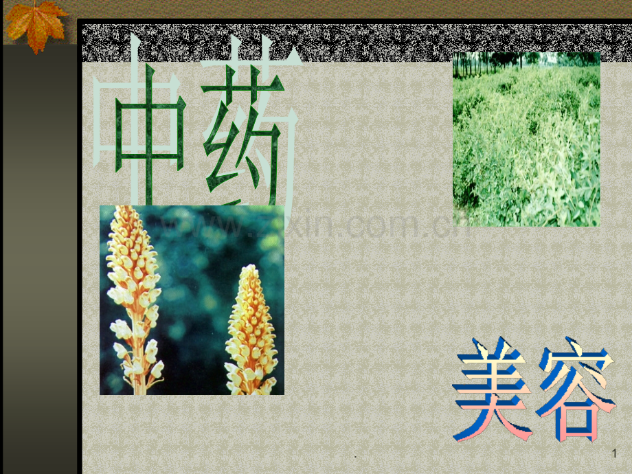 中药与美容(选).ppt_第1页