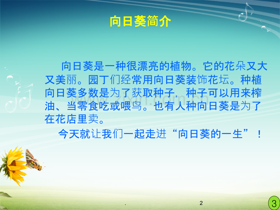 向日葵的一生全解.ppt_第2页