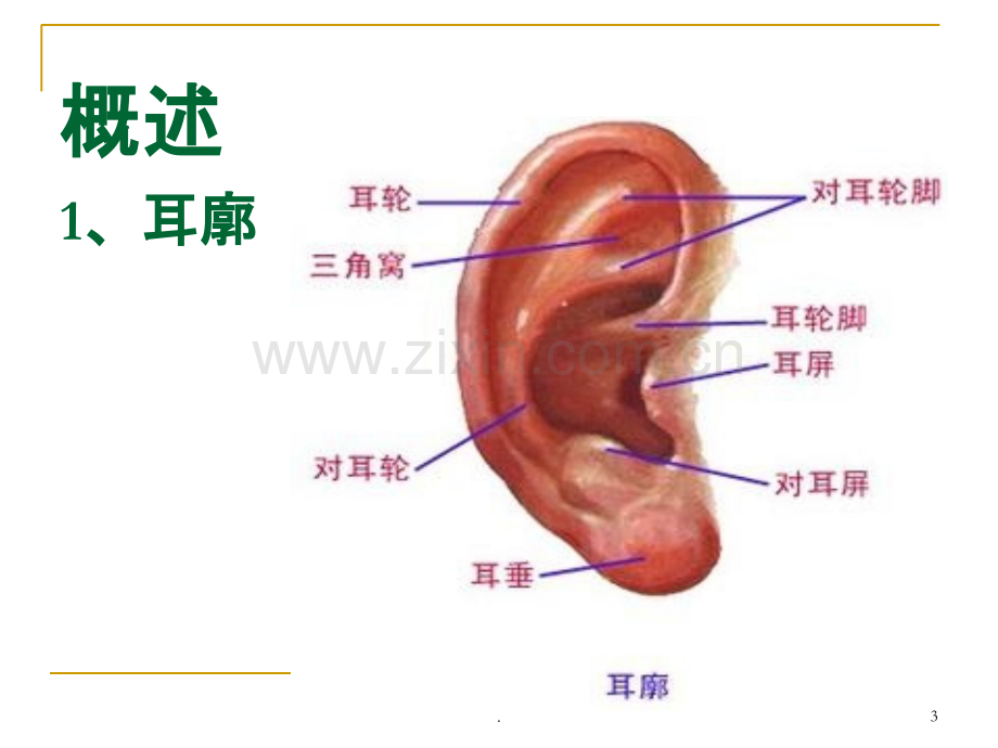 耳针法及其应用.ppt_第3页