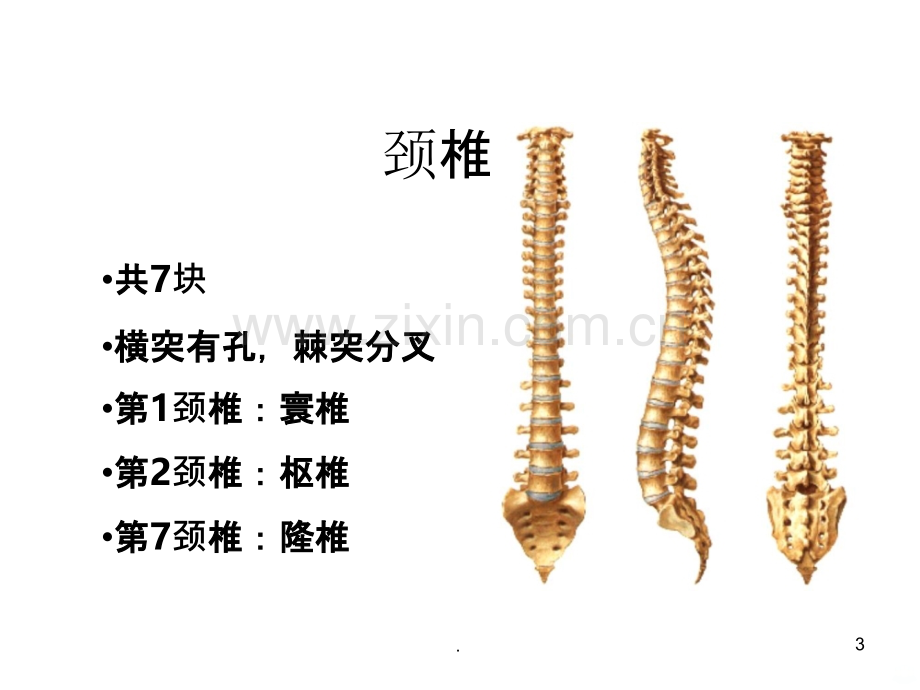 颈椎关节松动手法.ppt_第3页