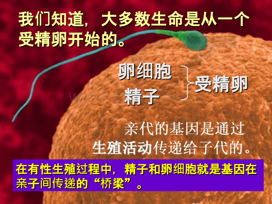 人教版生物基因在亲子代间的传递-.ppt_第3页