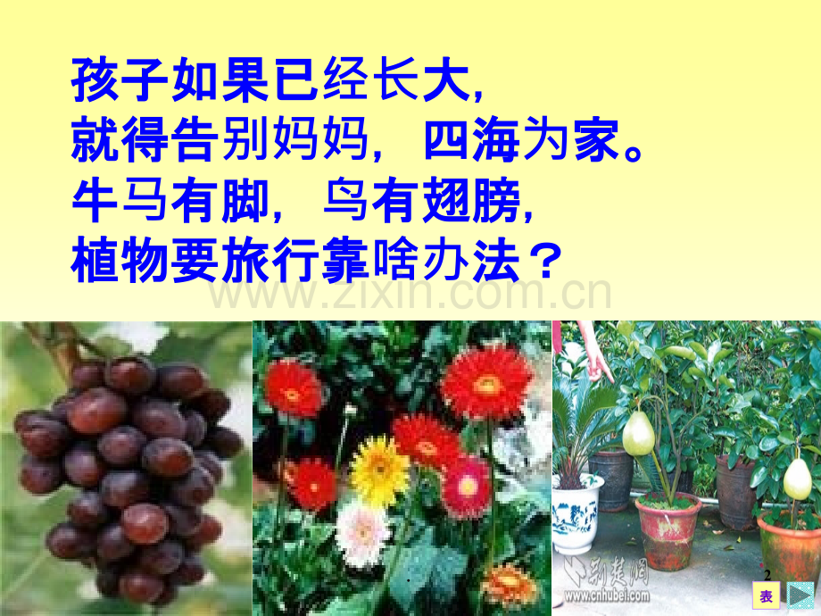 植物妈妈有办法课件.ppt_第2页