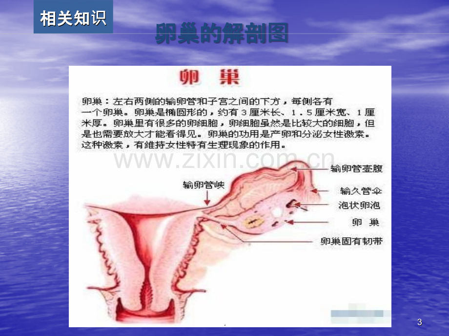 一例卵巢囊肿患者的护理查房ppt课件.ppt_第3页