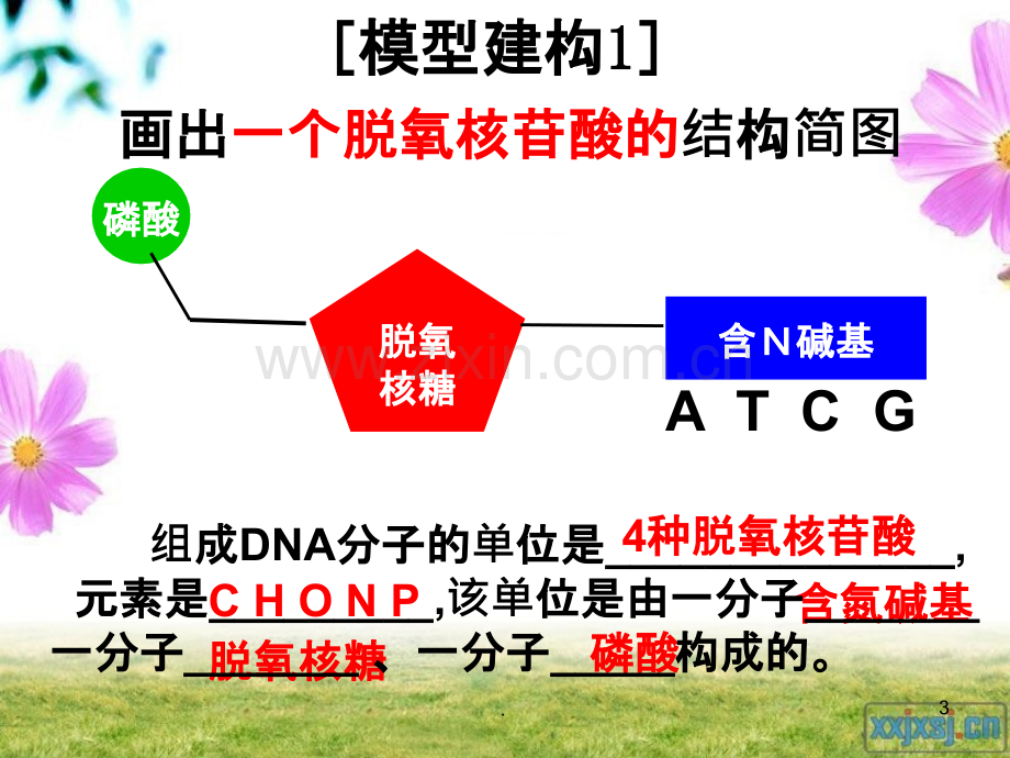 DNA的分子机构.ppt_第3页