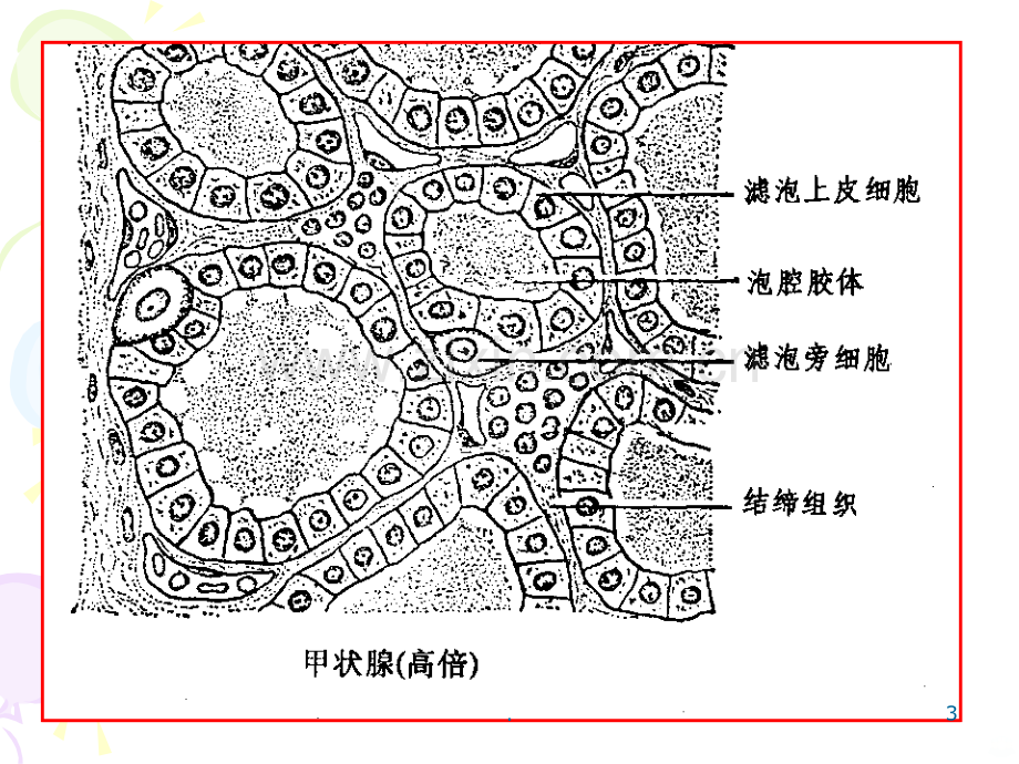 药理学甲状腺药ppt课件.ppt_第3页