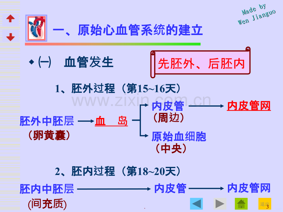 心血管系统的发生ppt课件.ppt_第3页