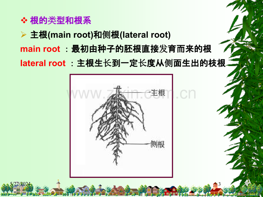 第三章-植物的器官-根.ppt_第3页