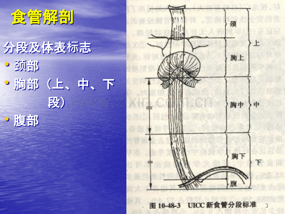 食管癌讲李猛ppt课件.ppt_第3页