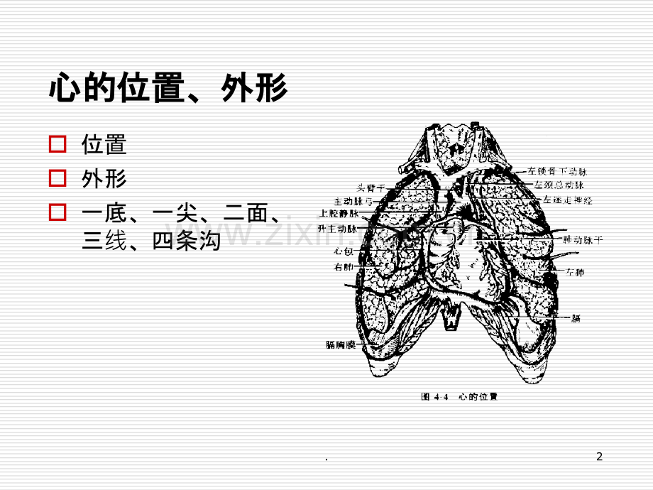 心血管系统的解剖(1)ppt课件.ppt_第2页