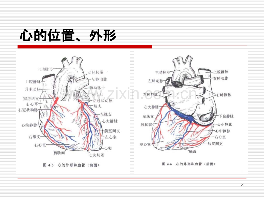 心血管系统的解剖(1)ppt课件.ppt_第3页