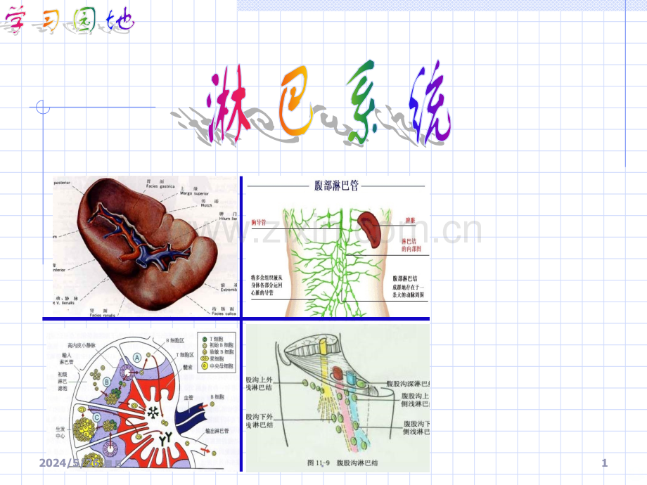 淋巴系统解剖.ppt_第1页