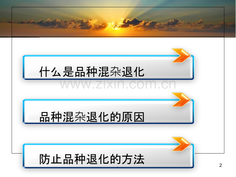 品种混杂退化.ppt_第2页