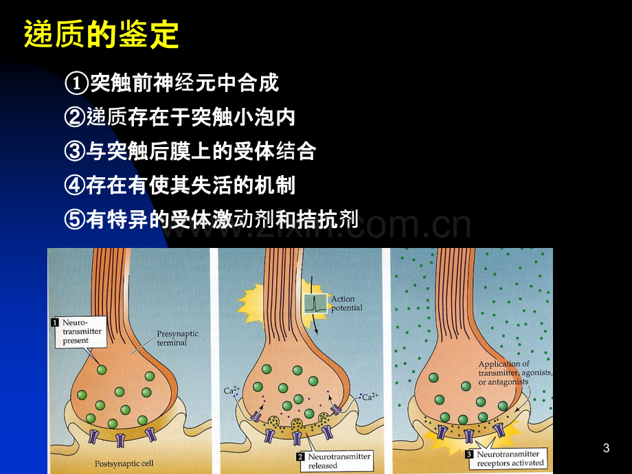 四、神经递质和受体.ppt_第3页