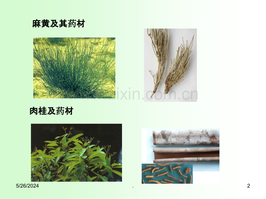 第三章-植物的器官——茎.ppt_第2页