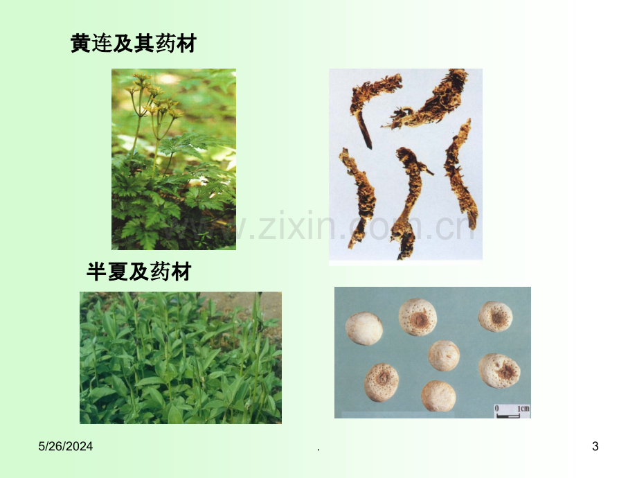 第三章-植物的器官——茎.ppt_第3页