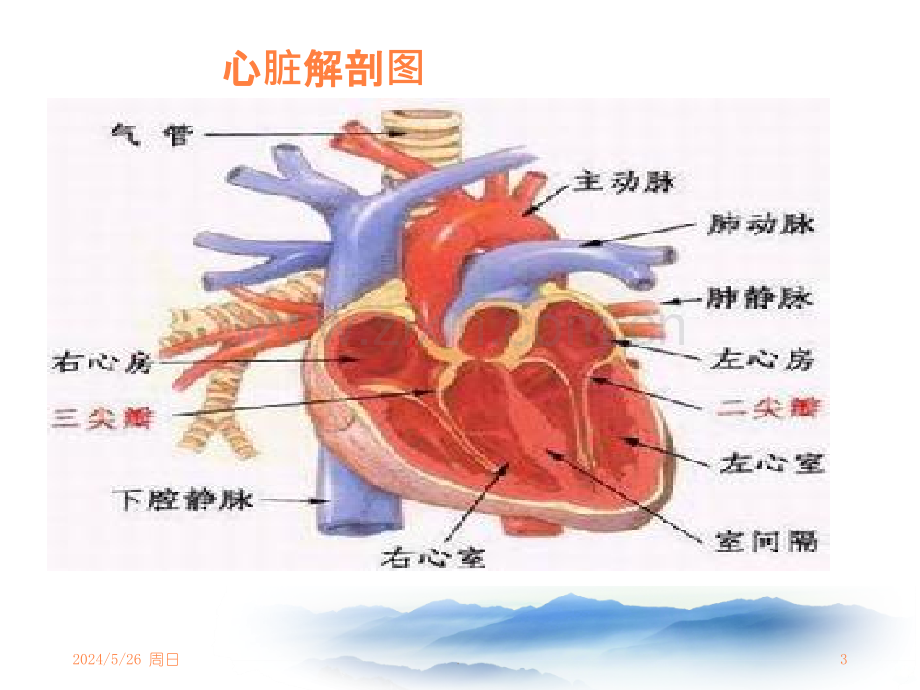 心力衰竭护理.ppt_第3页