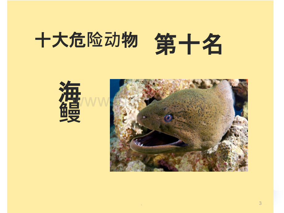 海洋十大危险动物.ppt_第3页