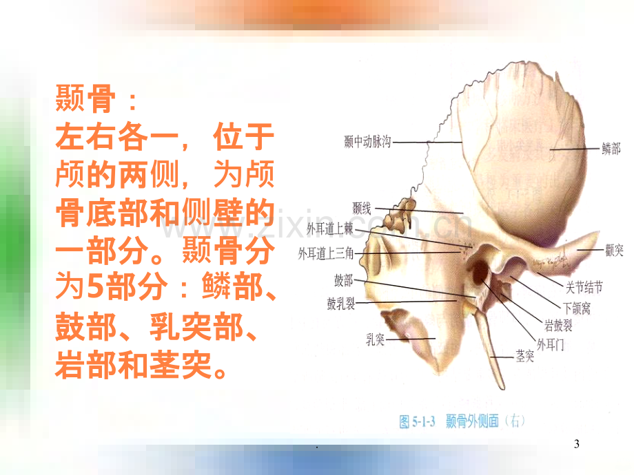 耳的应用解剖及生理学ppt课件.ppt_第3页