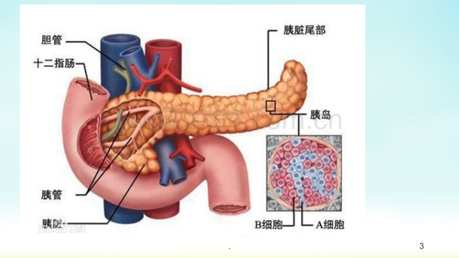 常见口服降糖药物的作用和副作用41696.ppt_第3页