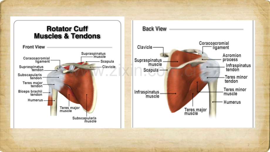 肩袖损伤--英文版.pptx_第2页