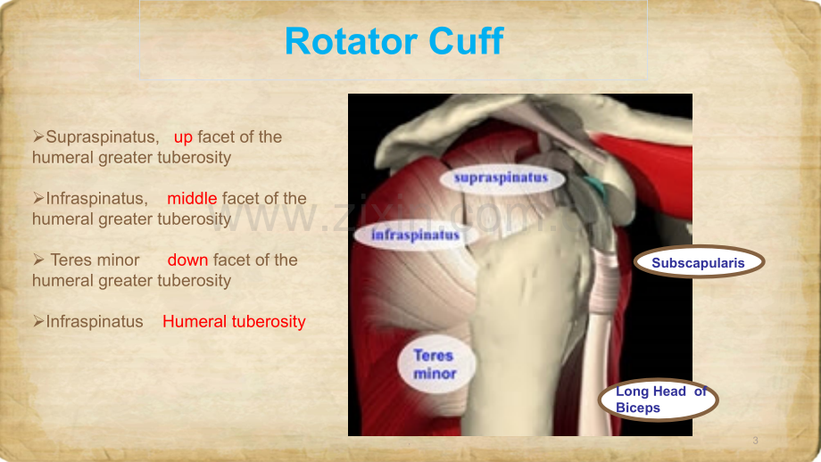 肩袖损伤--英文版.pptx_第3页