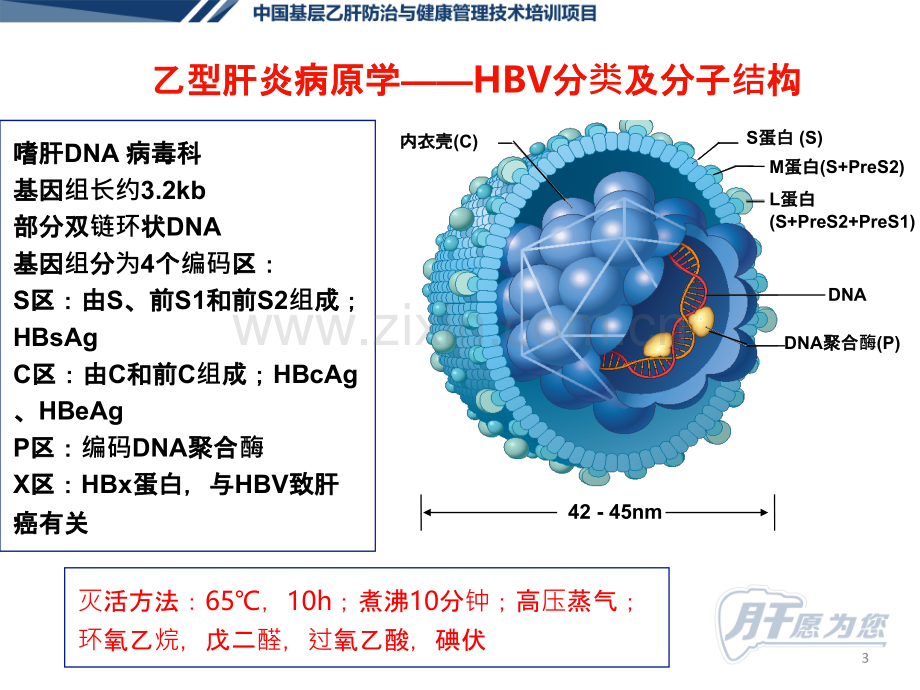 乙型肝炎病原学流行病学及预防ppt课件.ppt_第3页