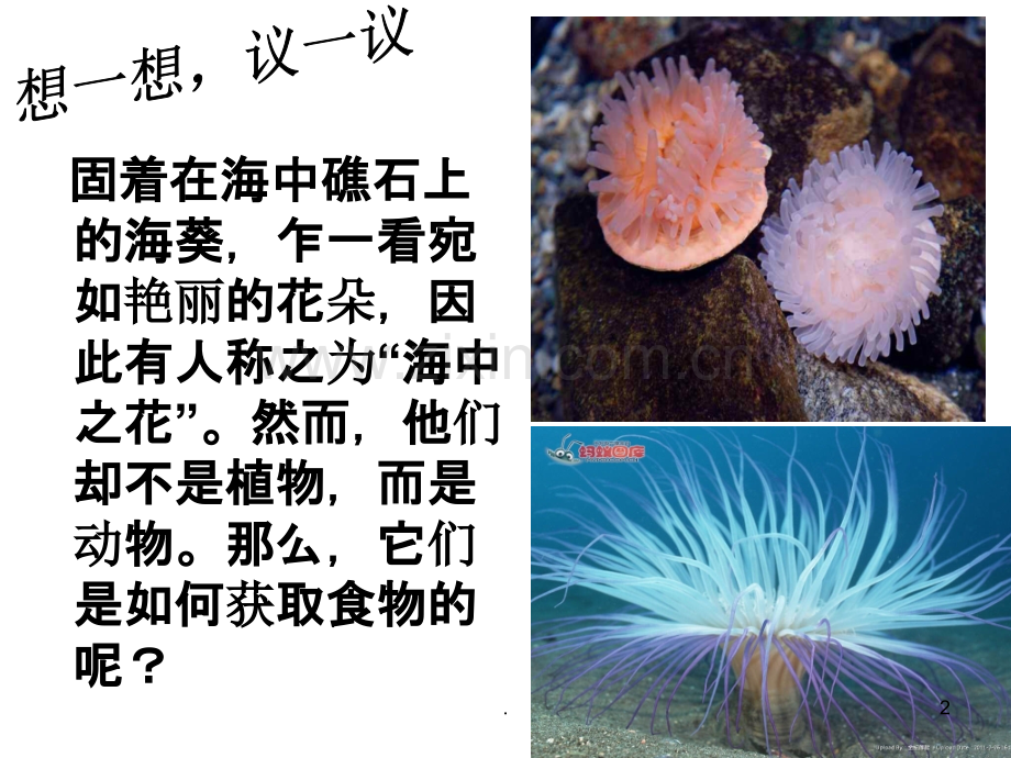 -第一节-腔肠动物和扁形动物.ppt_第2页