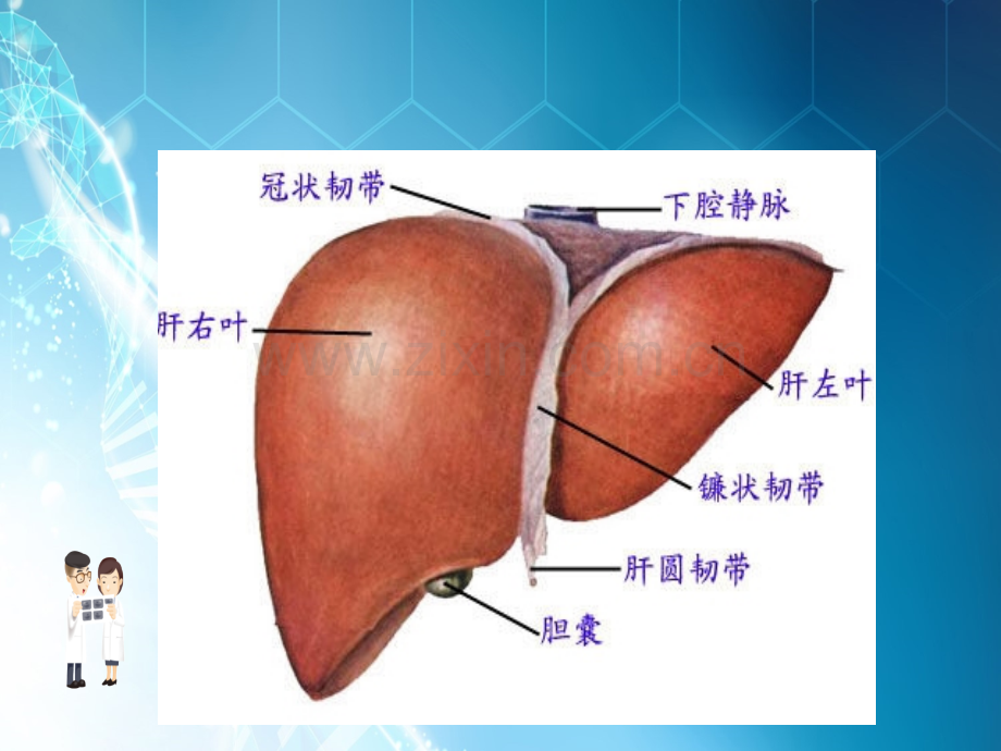 课件小儿黄疸ppt课件.ppt_第3页