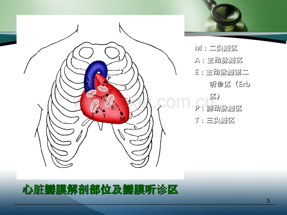 诊断学基础——心脏检查-.ppt_第3页