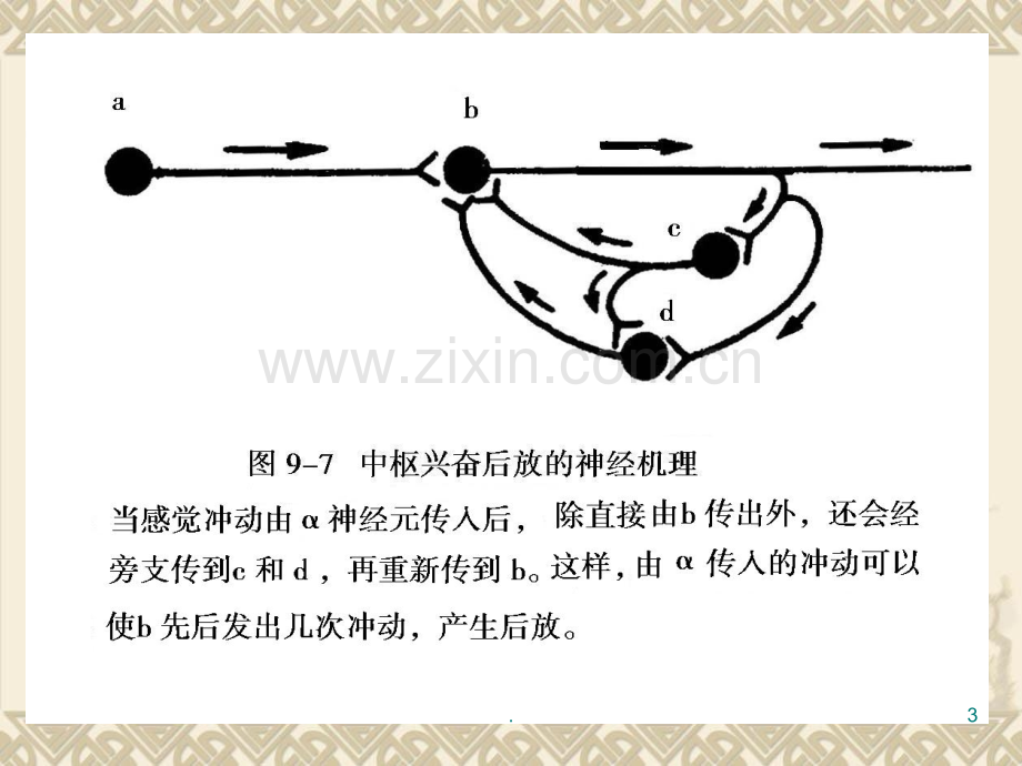 动物生理学-第九章神经生理ppt课件.ppt_第3页