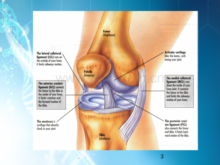膝关节ppt课件.ppt_第3页