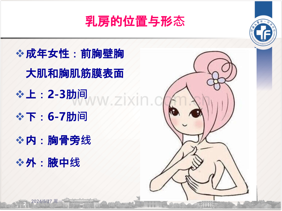 乳房与腋窝解剖.ppt_第2页