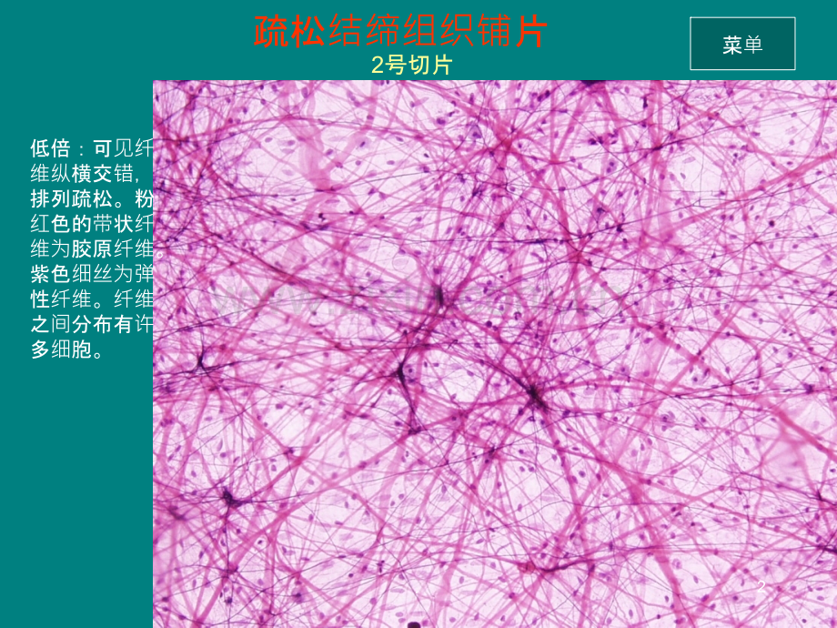 实验-结缔组织软骨和骨ppt课件.ppt_第2页