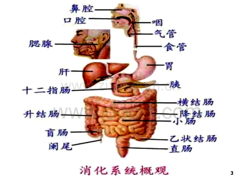 胃肠道疾病的营养治疗ppt课件.ppt_第3页