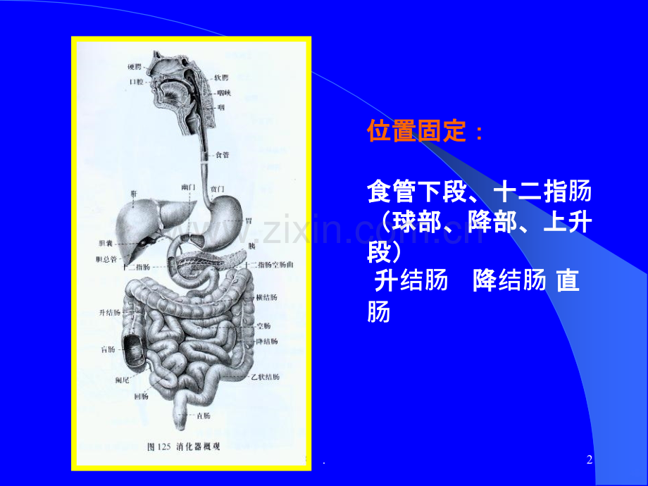 胃肠道疾病.ppt_第2页