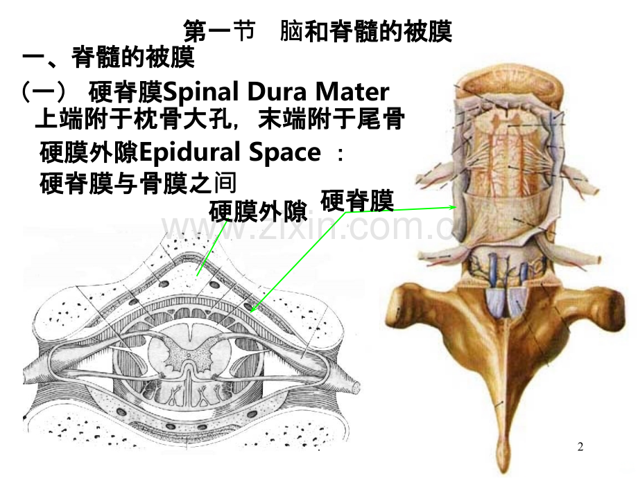 脑膜、脑血管解剖图.ppt_第2页