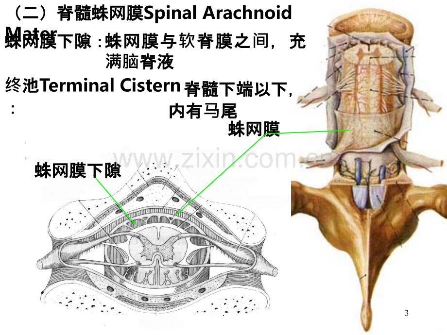 脑膜、脑血管解剖图.ppt_第3页