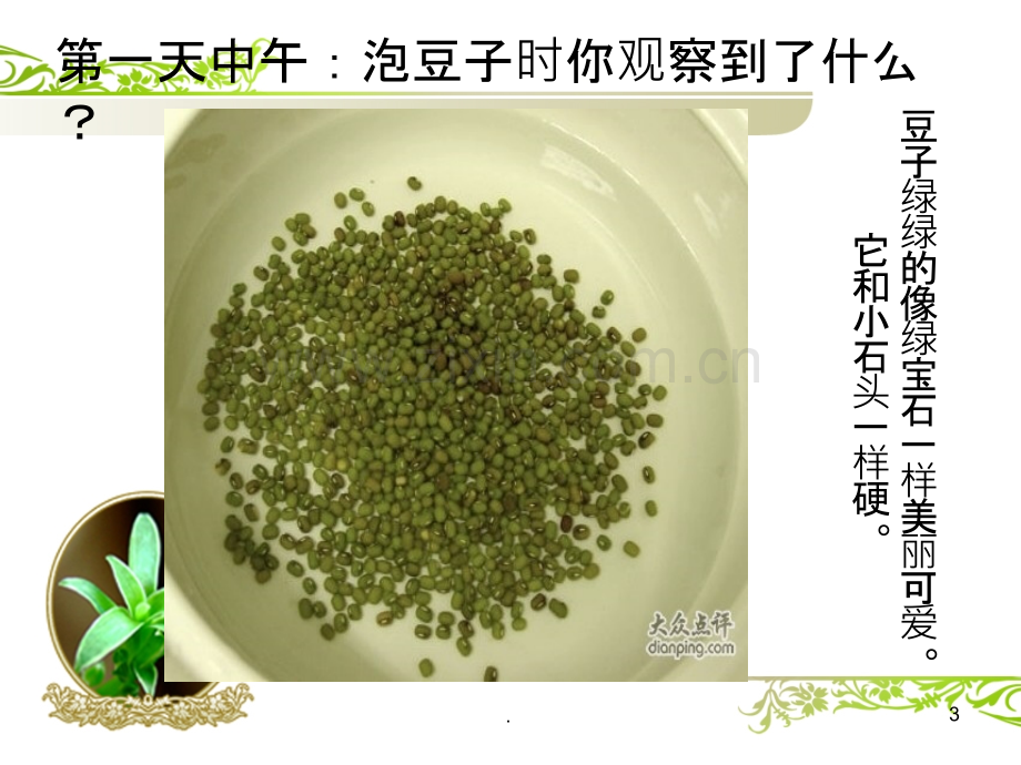 绿豆芽观察日记.ppt_第3页