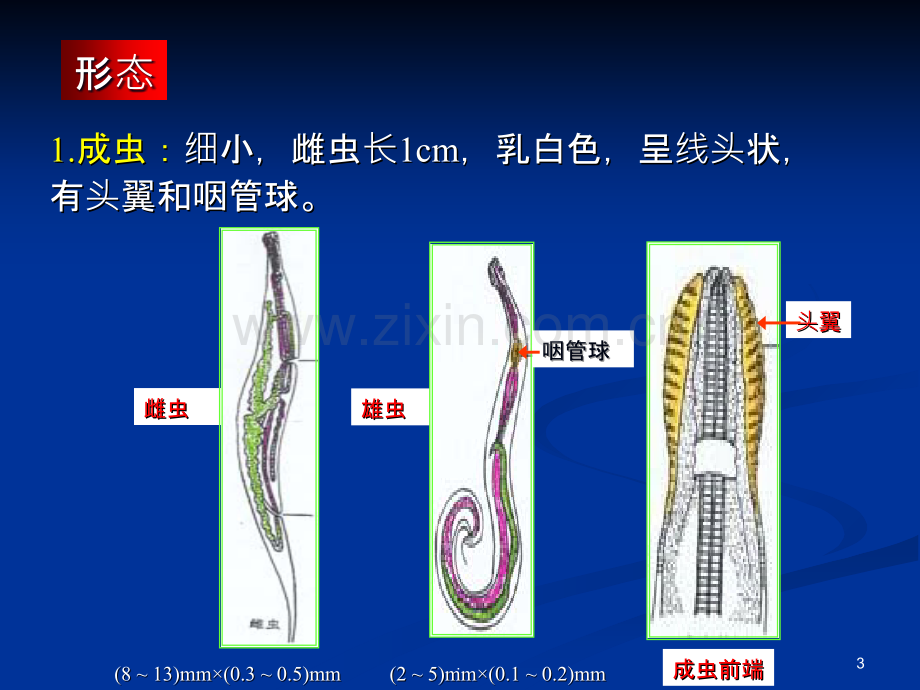 蛲虫钩虫学时--副本ppt课件.ppt_第3页