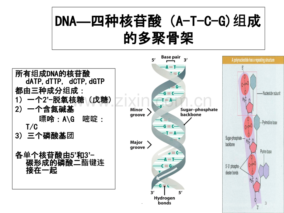 分子生物学常用检测技术.ppt_第3页