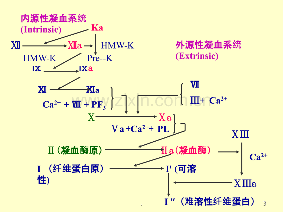 药理学课件.ppt_第3页