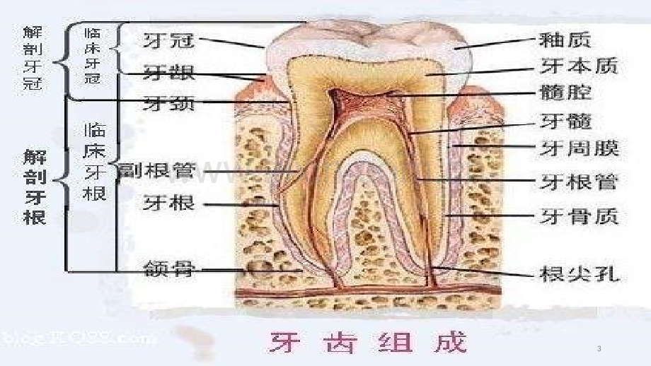 外科护理-口腔案例分析.pptx_第3页