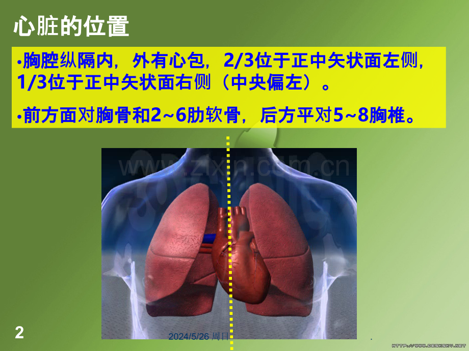 心脏解剖、生理浅析.ppt_第2页