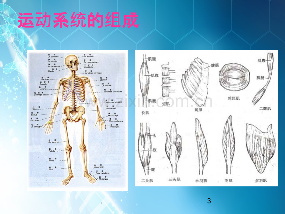 骨科病人一般护理介绍ppt课件.ppt_第3页