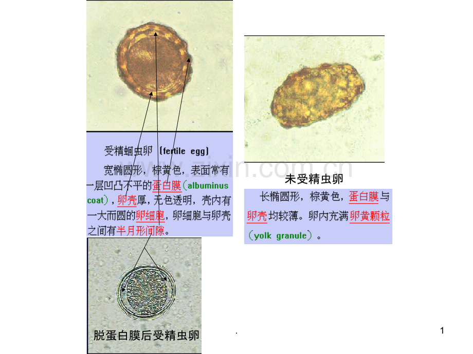 寄生虫实验考核资料.ppt_第1页